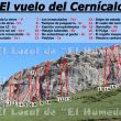 EL vuelo del cernícalo - 