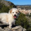 Fauna autoctona - Tor el más bravo de los perros...