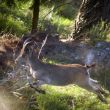 Te cac!!! - Cual cazador furtivo armado con una cmara de fotos... detengo el salto de este animal del que, por desgracia, no s el nombre.